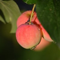 ЯБЛОЧНЫЙ СПАС - с праздником, православные! :: Татьяна Лютаева