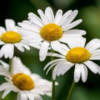 Ромашки :: IRinA*** Ромашки :: IRinA***