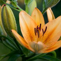 Лилия :: IRinA*** 