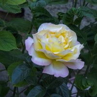 Глория  Дей :: Валентин Семчишин