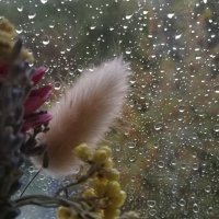 За окном дождь :: Любимова Ольга 