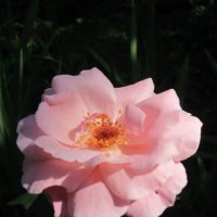 Цветок шиповника :: Дмитрий Никитин Цветок шиповника :: Дмитрий Никитин