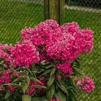 Яркое цветение. :: Петр Беляков