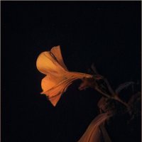 Цветок в ночи :: Людмила Фил