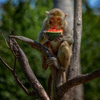 Арбуз :: alex graf