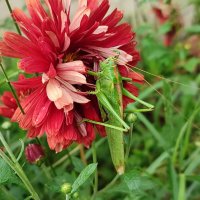 Мадам,  приглашаю. :: Валентина Богатко 