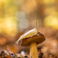 Грибочек :: Андрей Пристяжнюк Грибочек :: Андрей Пристяжнюк