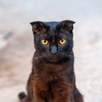 котейка :: Вадим Федотов котейка :: Вадим Федотов