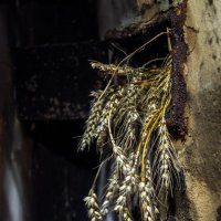 Злаки :: sorovey Sol