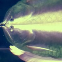 112 (213) :: СТРЕН 