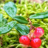 БРУСНИЧКА :: Дмитрий Петренко