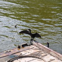 Берег :: redfox 