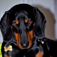 ТАКСА :: Анатолий Малобродский