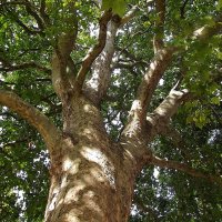 Платан :: Hope Платан :: Hope