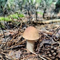 Подберёзовик :: Валерий Судачок