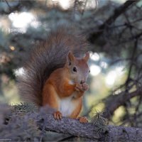 Белка песенки поёт - Да орешки всё грызёт :: Анастасия Северюхина