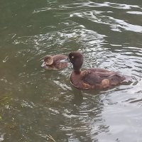 Чернеть :: Сапсан 