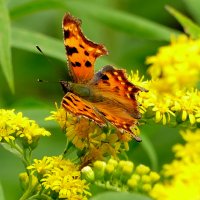 из снятого сегодня 8 :: Александр Прокудин из снятого сегодня 8 :: Александр Прокудин