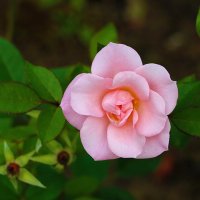 Розовая нежность 2 :: Светлана 