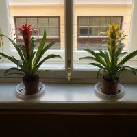 "Цветы на подоконнике, цветы, цветы..." :: zavitok *