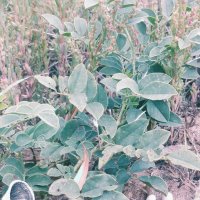 Грибная картинка :: Андрей Хлопонин