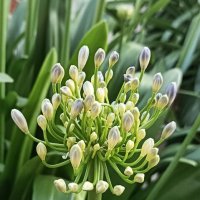 цветы фестиваля :: Галина R... цветы фестиваля :: Галина R...