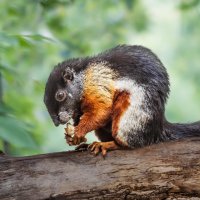 Белка :: SanSan 