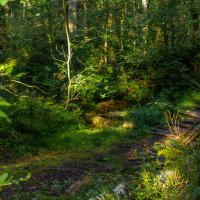 На неведомых дорожках. :: Михаил "Skipper" На неведомых дорожках. :: Михаил "Skipper"