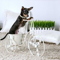 Той-терьер: «игрушечная» собака с большим сердцем :: Светлана Ищенко