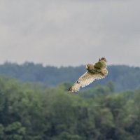 сова болотная :: юрий макаров сова болотная :: юрий макаров