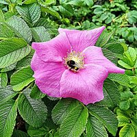 Цветы. :: Владимир Драгунский