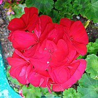 Цветы. :: Владимир Драгунский Цветы. :: Владимир Драгунский