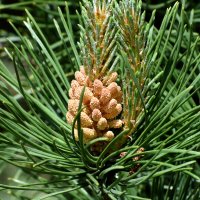 Весна в Ботаническом... Май. :: Наташа *****