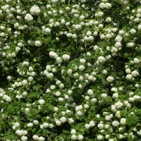 Весна в Ботаническом... Май. :: Наташа *****