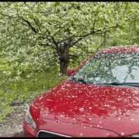 Май :: **** vedin Май :: **** vedin