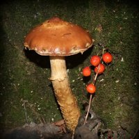 Лесные зарисовки - чешуйчатка обыкновенная :: Андрей Заломленков Лесные зарисовки - чешуйчатка обыкновенная :: Андрей Заломленков