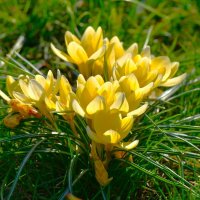 Крокусы :: Константин Анисимов Крокусы :: Константин Анисимов