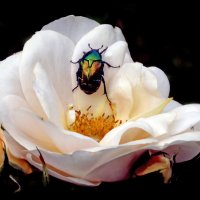 Коломенское в июле :: Михаил Бибичков