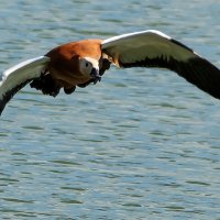 Огарь. :: Владимир Безбородов Огарь. :: Владимир Безбородов