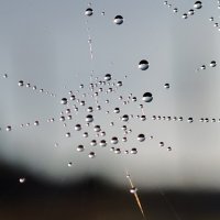 Роса на паутине :: Валентина Богатко Роса на паутине :: Валентина Богатко