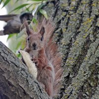 Даже не проси ... Не дам! :: Alexandеr P Даже не проси ... Не дам! :: Alexandеr P