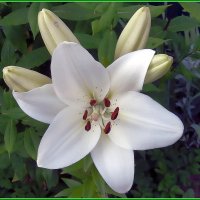 Белая лилия :: Ольга Довженко