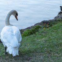 Лебеди в парке Гагарина :: Валентин Семчишин