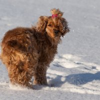 Подружка моих мохнатых бандитов, Гресси. :: Павел Харлин