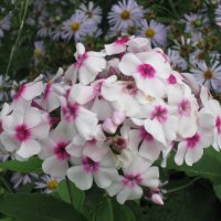 Флокс метельчатый Алёнушка :: Дмитрий Никитин Флокс метельчатый Алёнушка :: Дмитрий Никитин