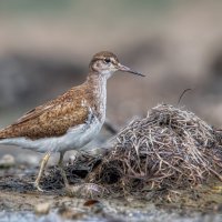 Перевозчик :: Александр К. Перевозчик :: Александр К.