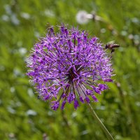 Аллиум Перпл Сенсейшен :: Aleksey Afonin