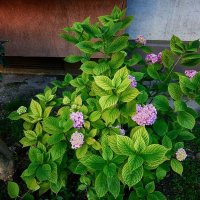 Куст гортензии :: Mikhail Irtyshskiy