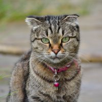 гера :: леонид логинов