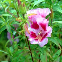 Цветок :: Мишель71 